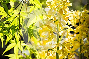 Yellow calanthe and maple