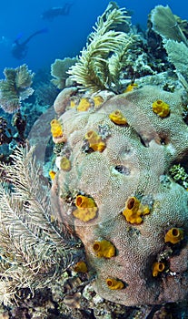 Yellow Calcareous sponges