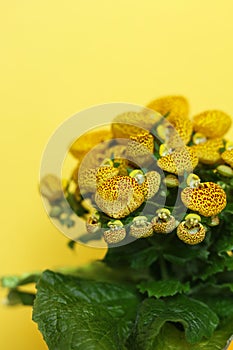 Yellow Calceolaria, also called lady\'s purse, slipper flower and pocketbook flower, or slipperwort