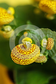 Yellow Calceolaria, also called lady\'s purse, slipper flower and pocketbook flower, or slipperwort