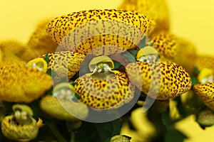 Yellow Calceolaria, also called lady\'s purse, slipper flower and pocketbook flower, or slipperwort