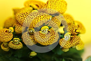 Yellow Calceolaria, also called lady\'s purse, slipper flower and pocketbook flower, or slipperwort