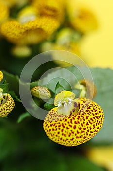 Yellow Calceolaria, also called lady\'s purse, slipper flower and pocketbook flower, or slipperwort