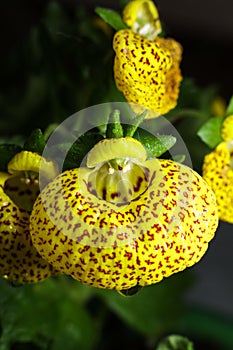 Yellow Calceolaria, also called lady\'s purse, slipper flower and pocketbook flower, or slipperwort, close up.