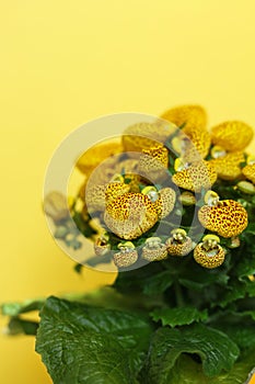 Yellow Calceolaria, also called lady's purse, slipper flower and pocketbook flower, or slipperwort