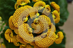 Yellow Calceolaria, also called lady\'s purse, slipper flower and pocketbook flower, or slipperwort photo