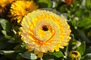 Yellow calendula flower