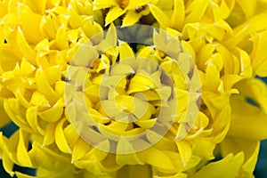 Yellow calendula flower on a green background close up