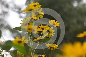 Yellow Calendula flowers. Calendula arvensis or field marigold