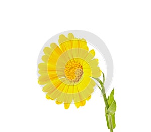 Yellow calendula isolated