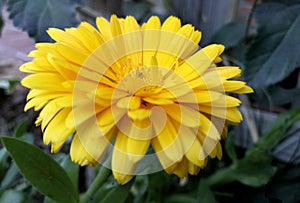 Yellow calendula in its maximum splendor