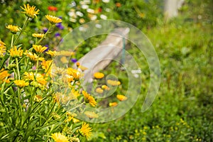 Yellow calendula in summer garden, background of green grass and leaves. Medicinal plants for preparation