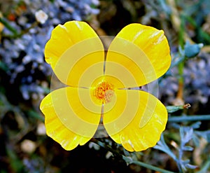 yellow california poppy photo