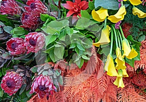 Yellow Calla lilies in composition with African Proteas and Guzmania