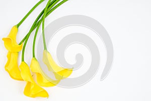 Yellow calla lily