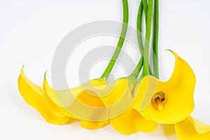 Yellow calla lily