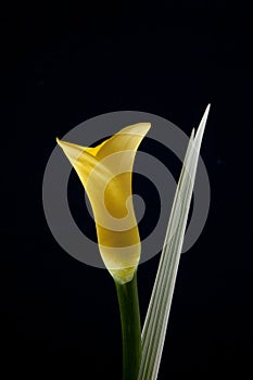 Yellow Calla Lily