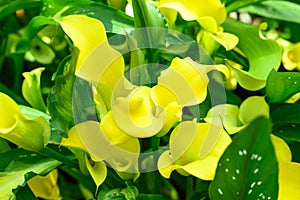 Yellow calla lily blossom in ornamental garden