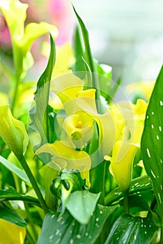 Yellow calla lily blossom in ornamental garden