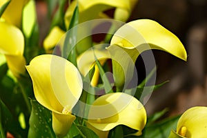 Yellow calla lily