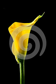 Yellow calla lily