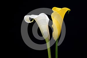 Yellow calla lily