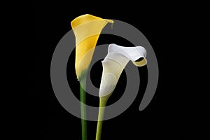 Yellow calla lily