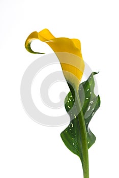 Yellow Calla Lily