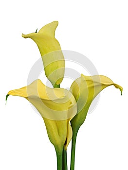 Yellow calla on white background