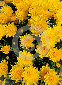 Yellow callistephus chinensis flowering background