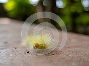 A Yellow Calliteara Horsfieldii Caterpillar