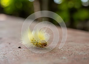 A Yellow Calliteara Horsfieldii Caterpillar