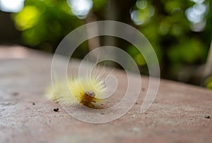 A Yellow Calliteara Horsfieldii Caterpillar