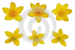 Yellow Caltha Palustis