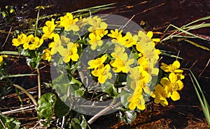 Yellow Caltha Palustris blooms in the valley of rivers, lakes and swamps