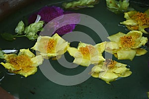 Yellow camellia  Camellia chrysantha  flowers.