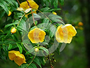 Yellow camellia chrysantha flowers with buds photo