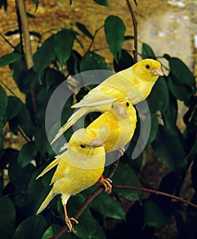 Yellow Canaries, serinus canaria photo