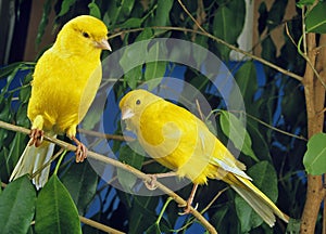 Yellow Canaries, serinus canaria standing on Branch photo