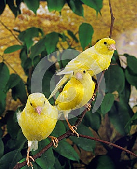 Yellow Canaries, serinus canaria, standing on Branch