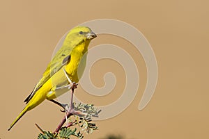 Yellow Canary