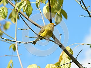 Yellow canary photo