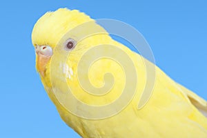 Yellow canary