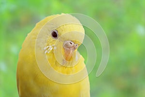 Yellow canary photo