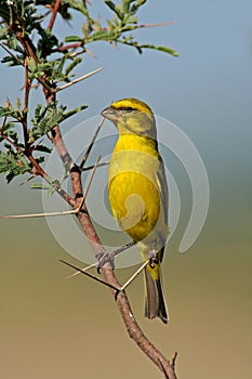 Yellow canary