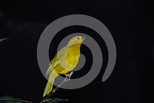Yellow canary photo