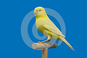 Yellow canary bird perched in softbox