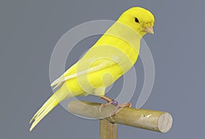 Yellow canary bird perched in softbox