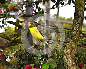 Yellow canary bird (Serinus flaviventris) perched on branch.