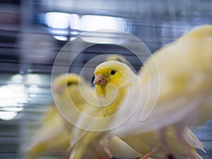 Yellow canary birds waiting to be sold in cages